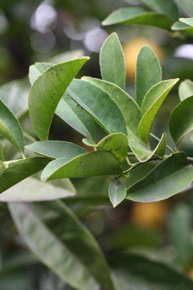            Sun leaves (Limoneira, Winter Haven, FL)   